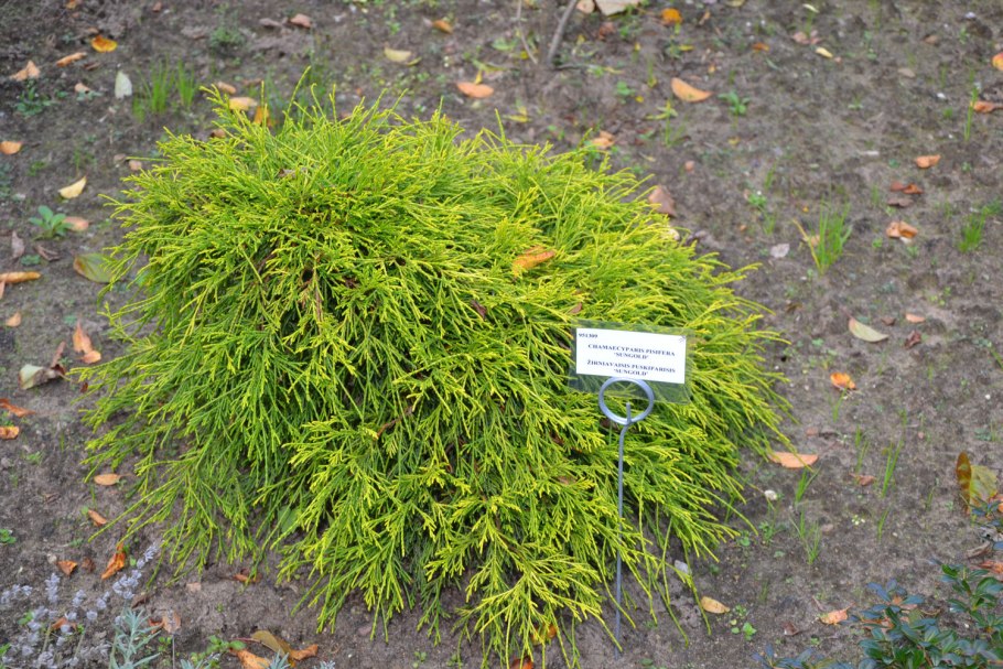 Кипарисовик горохоплодный Сан Голд