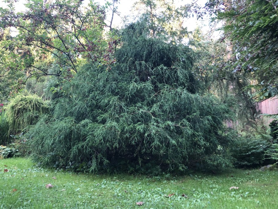 Кипарисовик горохоплодный Филиформис