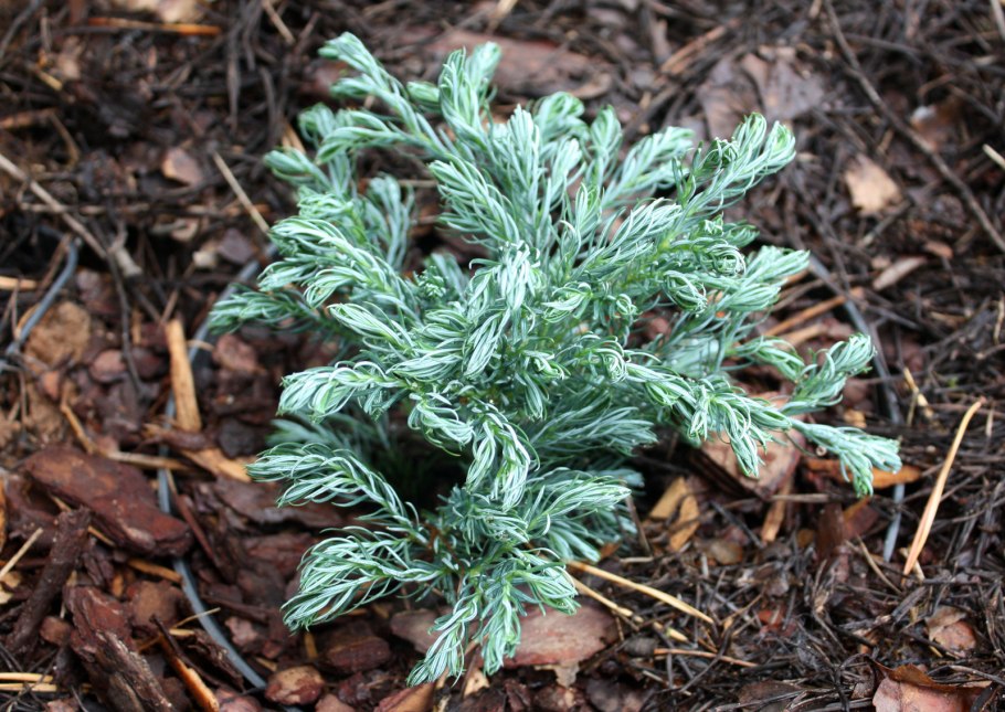 Горохоплодный кипарисовик Боливар