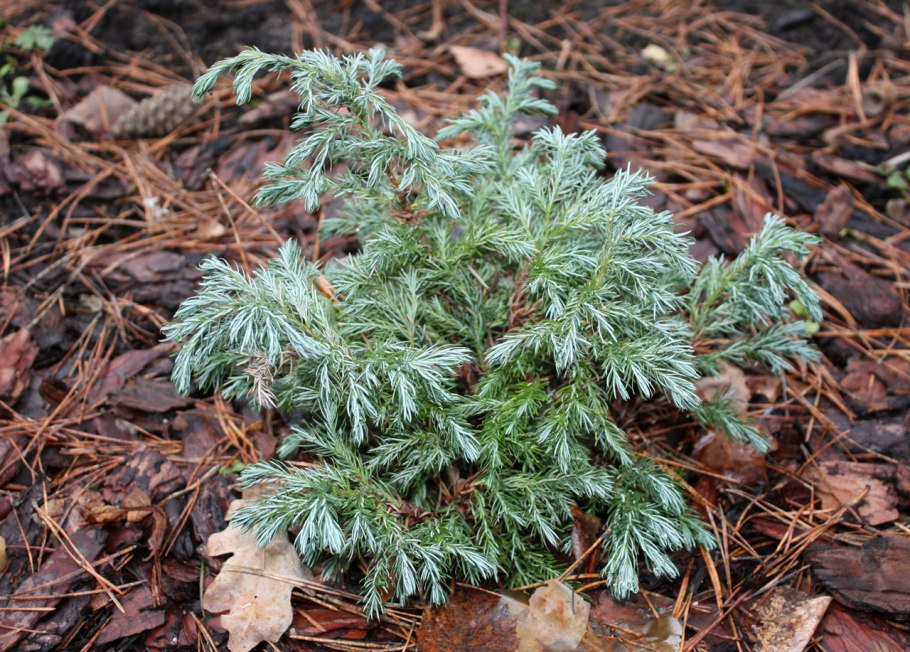 Горохоплодный кипарисовик Боливар