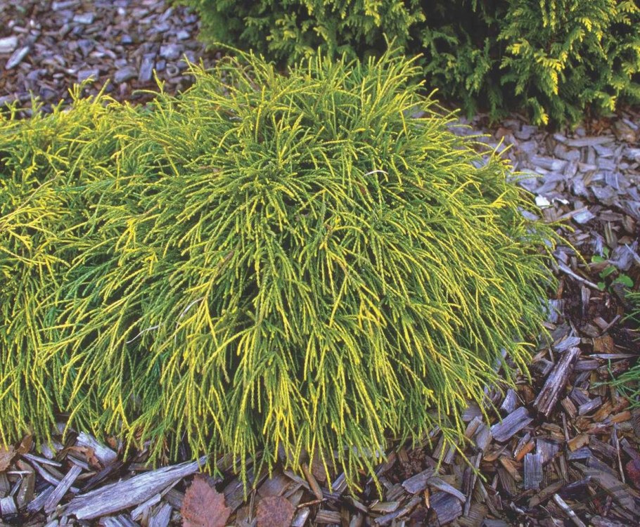 Кипарисовик Филифера Санголд