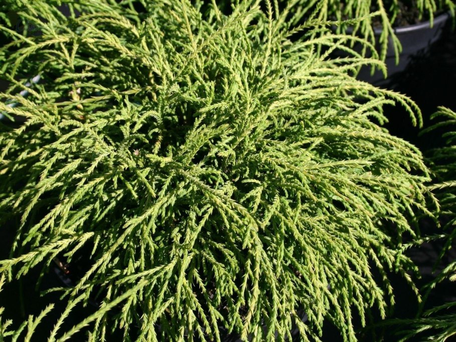 Кипарис горохоплодный Филифера Нана