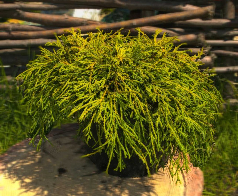 Кипарисовик горохоплодный filifera Nana