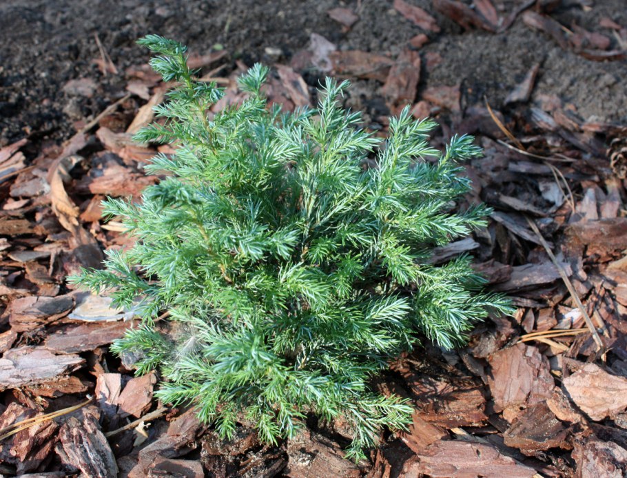 Кипарисовик горохоплодный 'Snow'