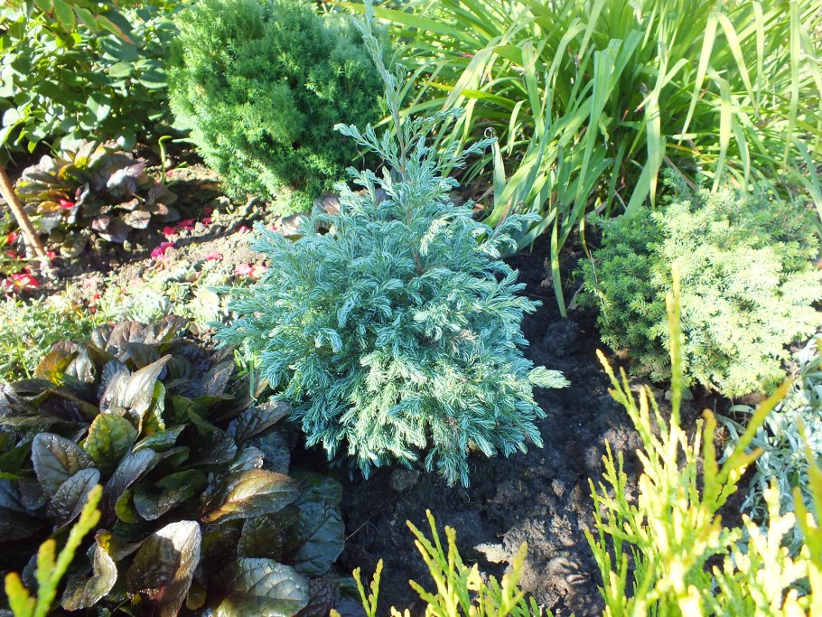 Кипарис горохоплодный бейби Блю