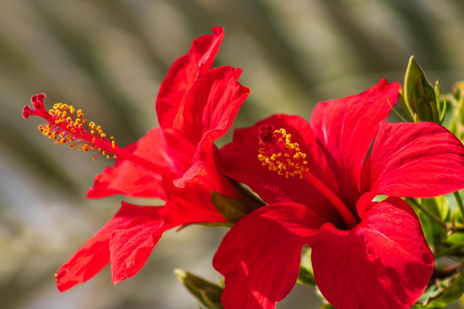 Красный цветок