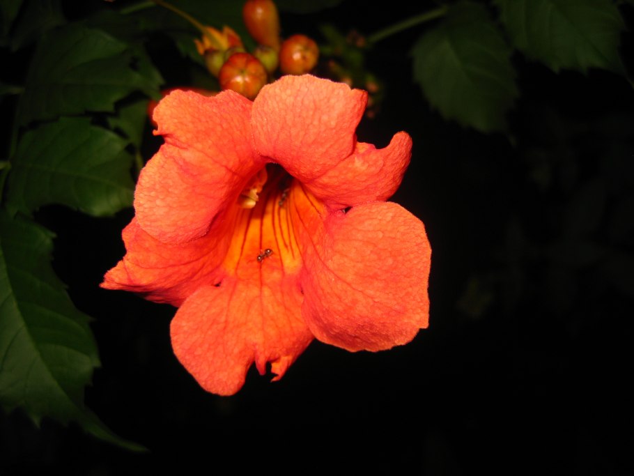 Красный колючий цветок