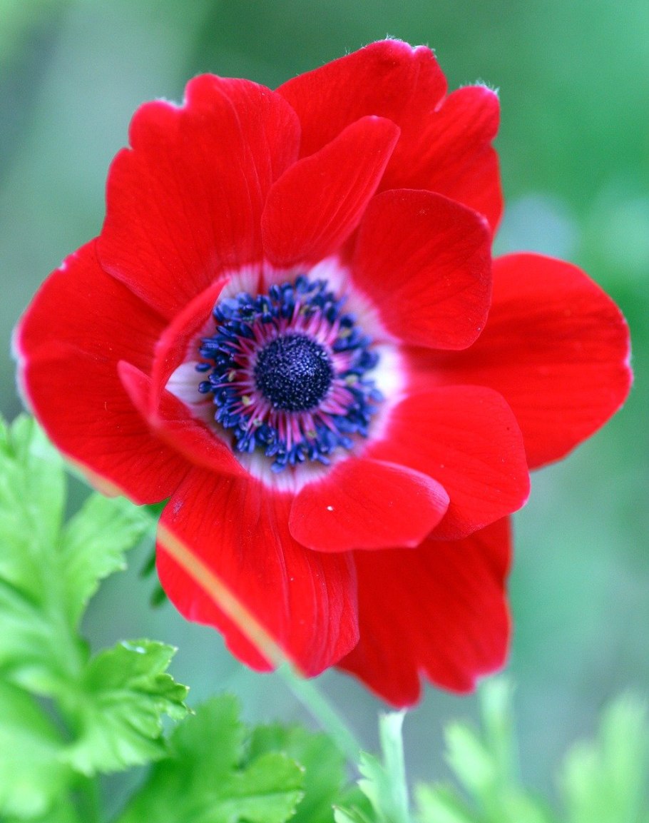 Тилапия цветок