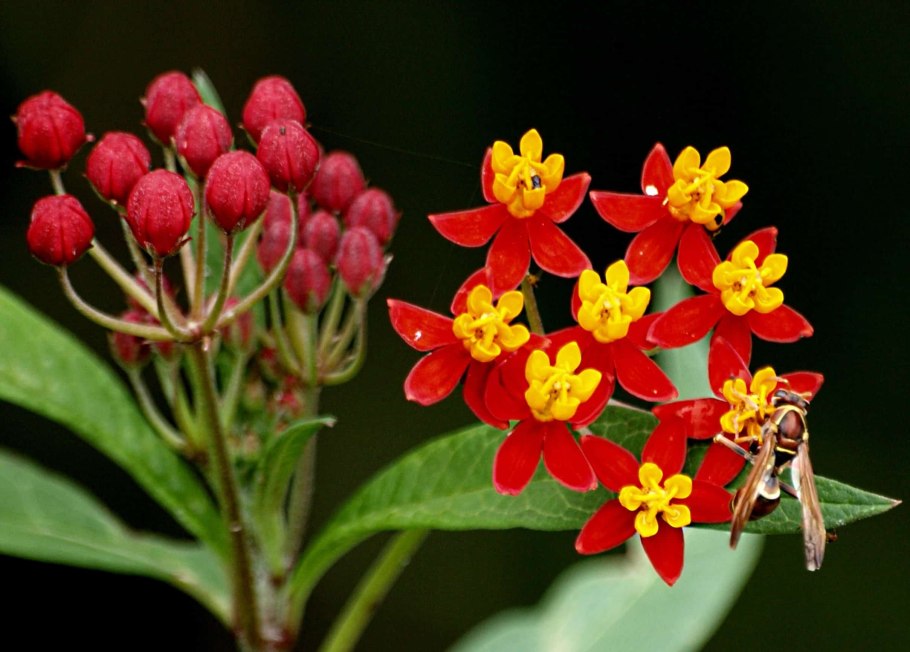 Картинка цветы на рабочий стол с кнопочками