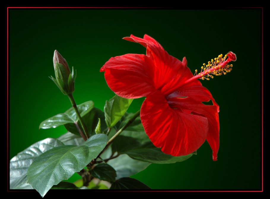 Монарда растение чай каркаде