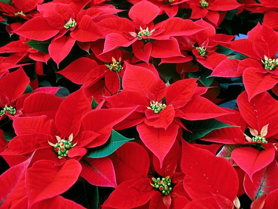 Красивые цветы