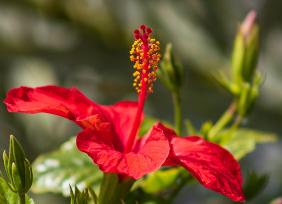 Красноцветы порода