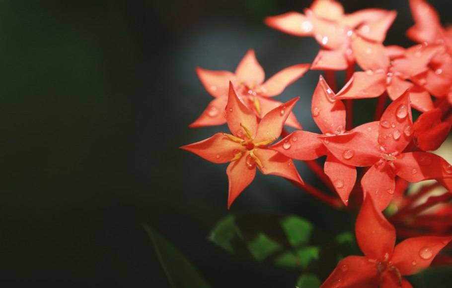 КРАСНОЦВЕТ рыжий растений