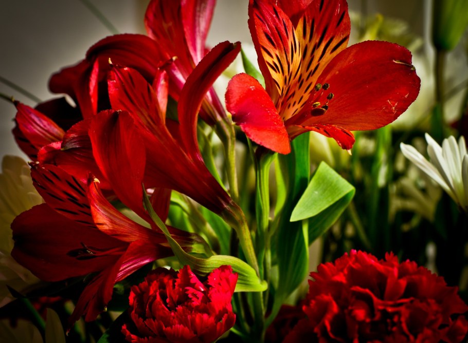 Ред Вайт тюльпан