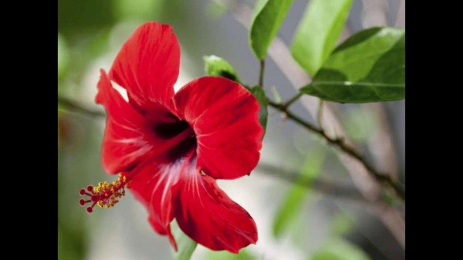 Цветок ночная красавица мирабилис