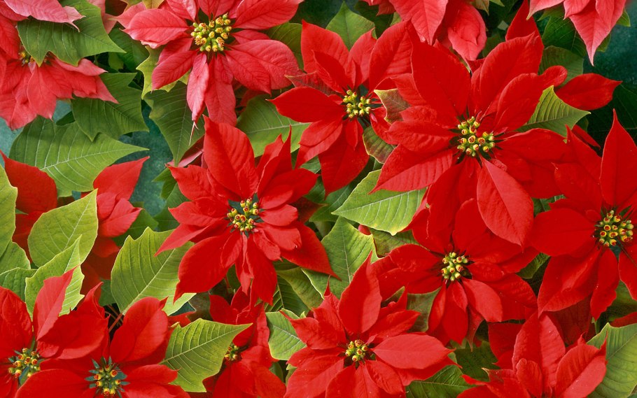 Ликорис Паучья Лилия