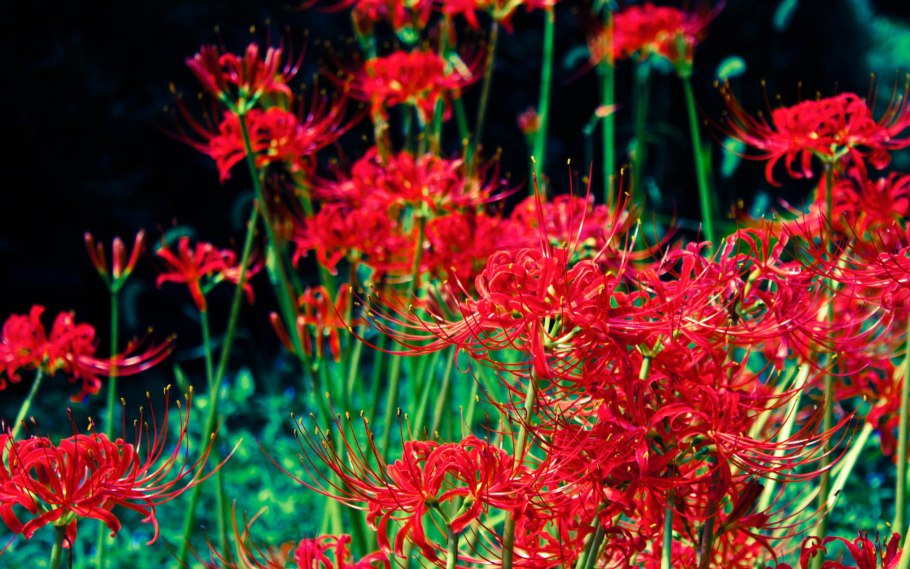 Цветок смерти Хиганбана