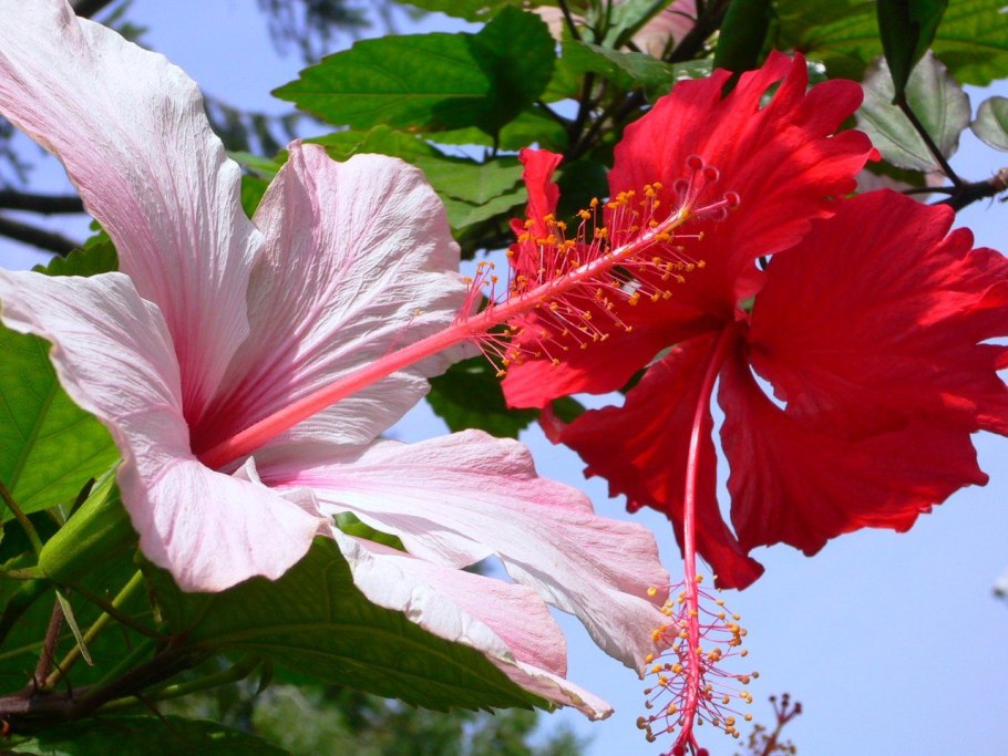 Анемона ветреница