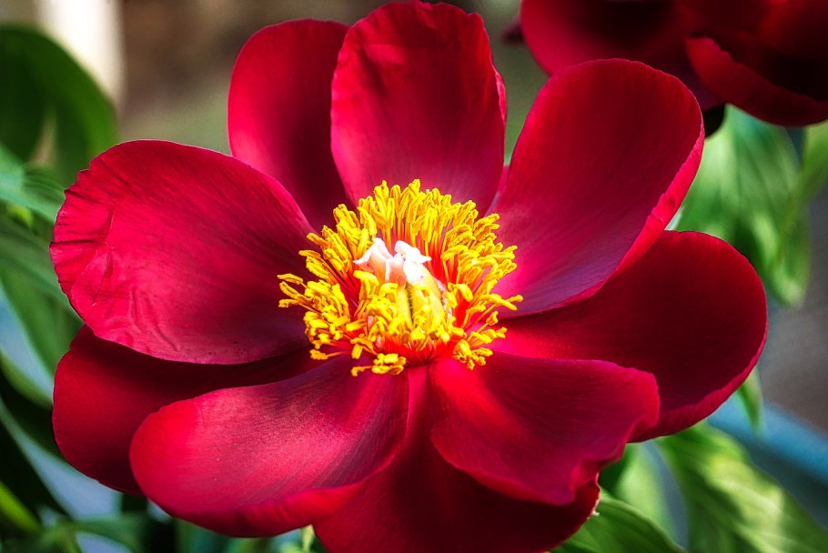 Перец пуансеттия