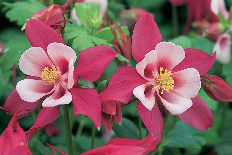 Аквилегия туфельки эльфов