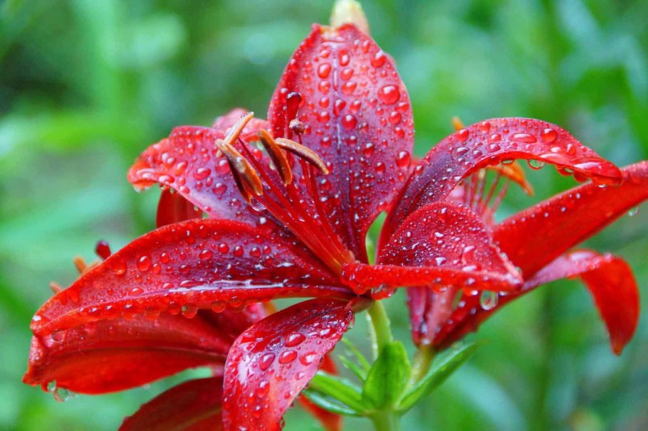 Пуансеттия Голден Глоу