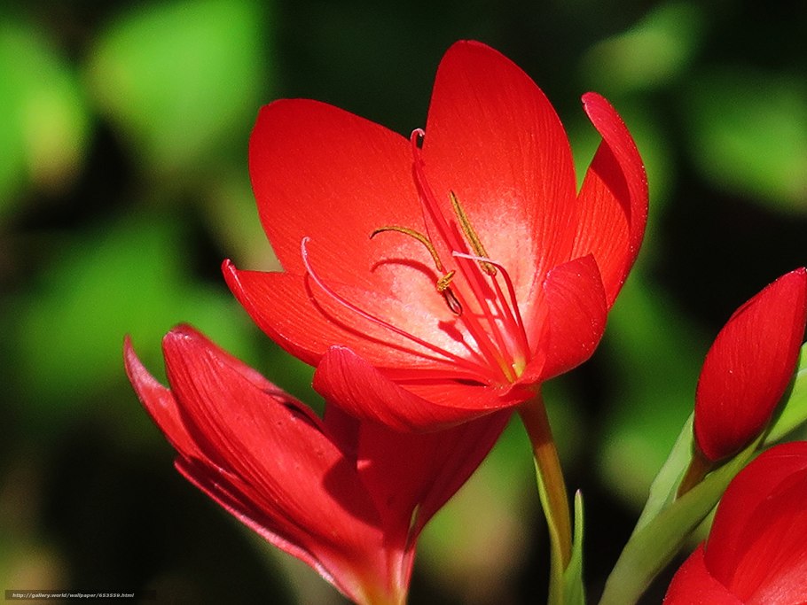 Цветок со стрелой