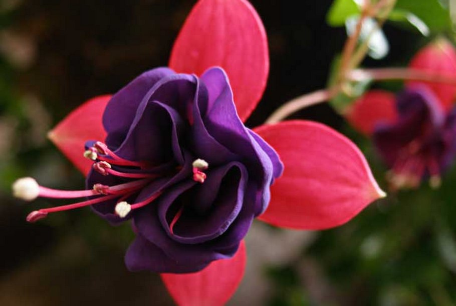 Аквилегия гибридная розовая звезда