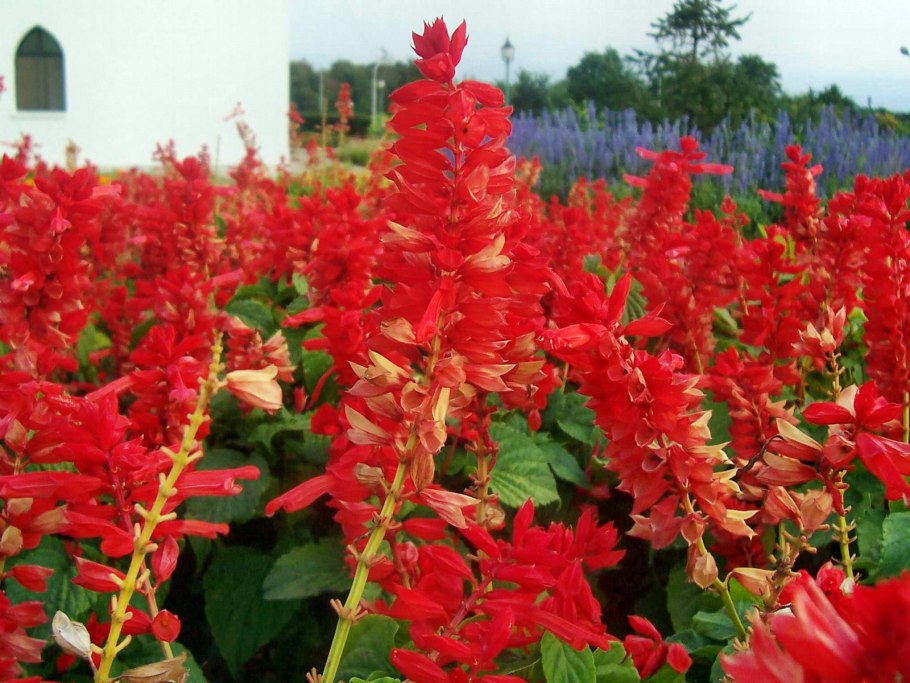 Цветок с большими красными цветами