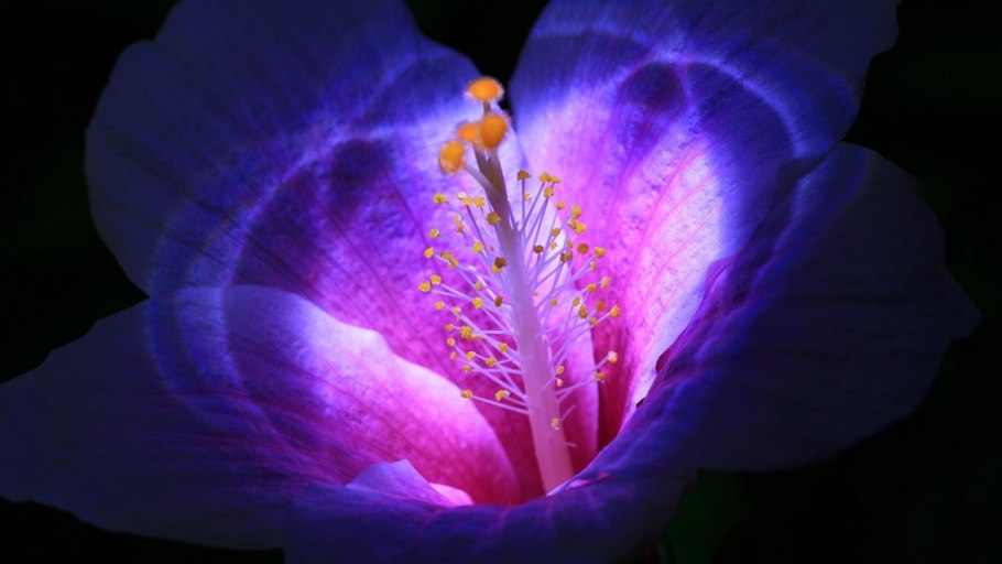 Тропический цветок протея