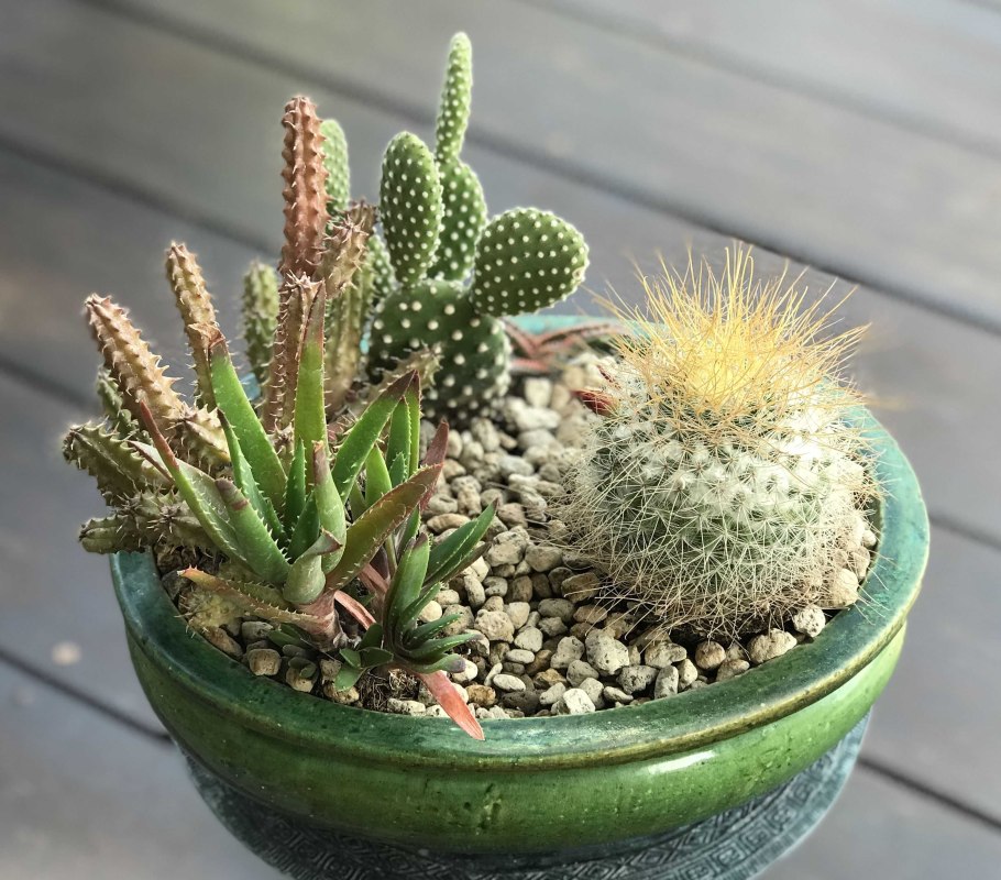 Кактусовые Суккуленты