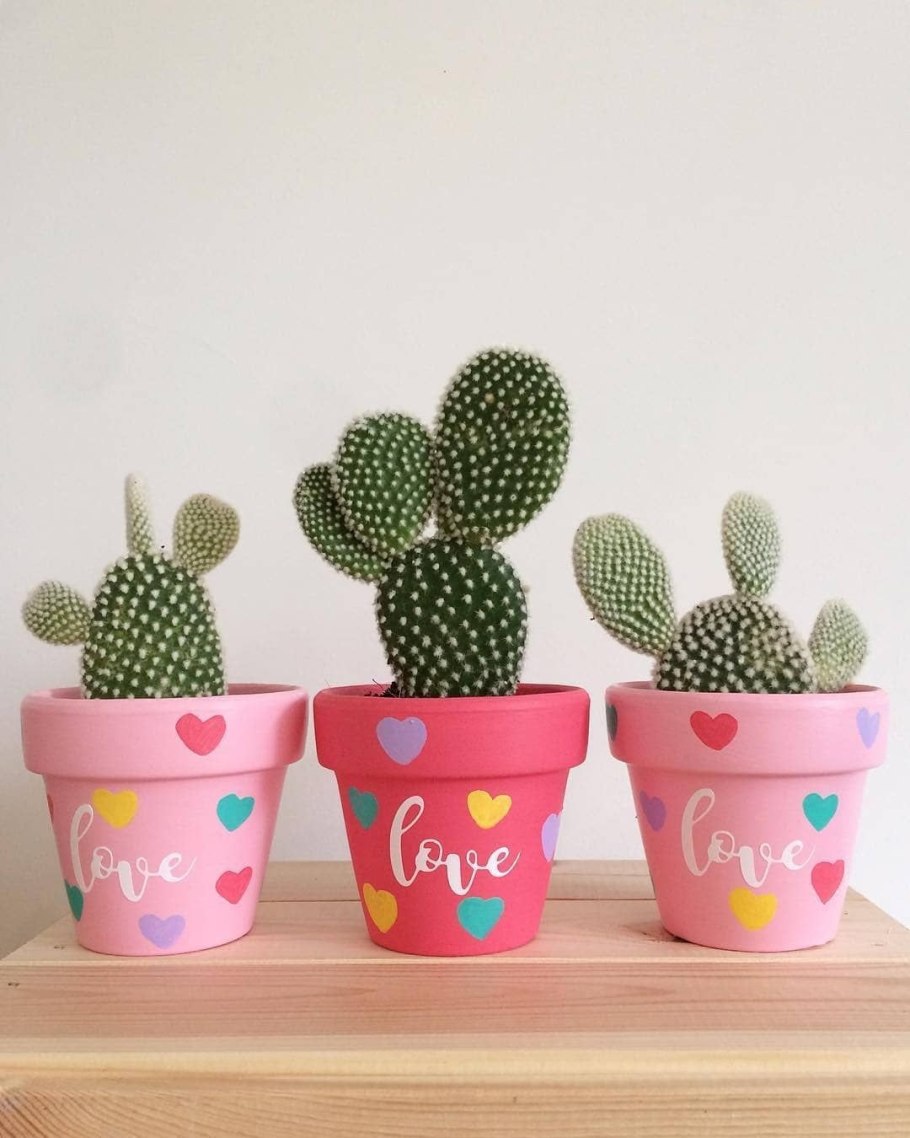 Ушастый Кактус