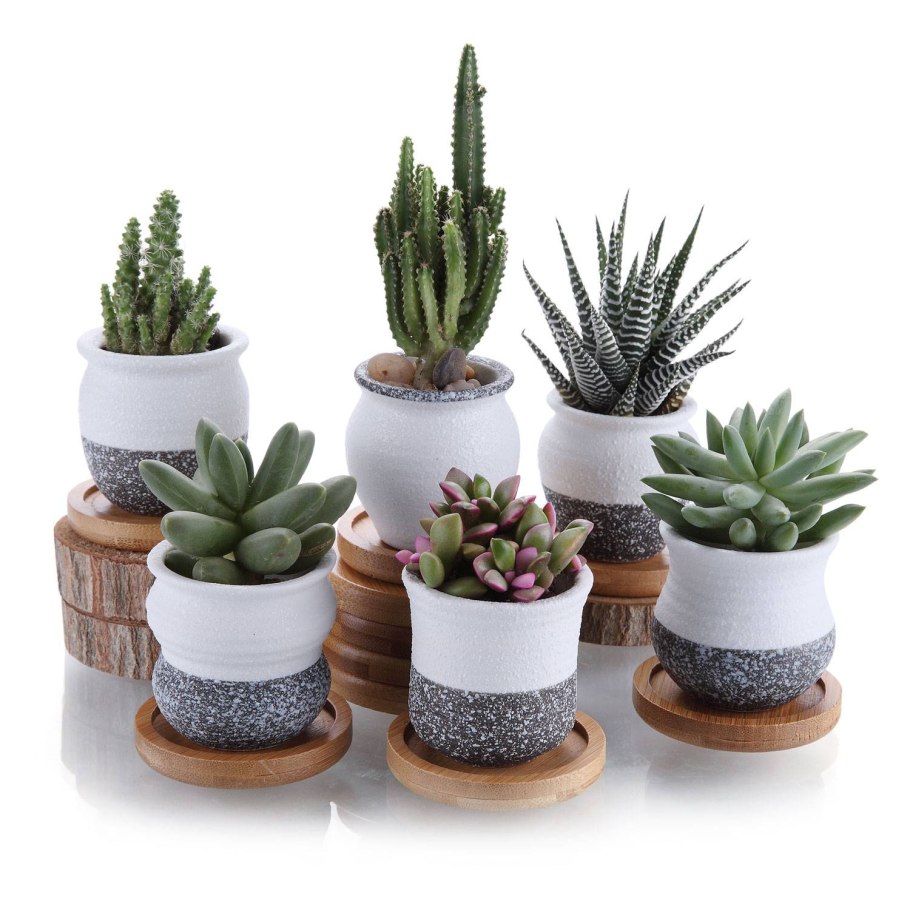 Горшок для суккулентов