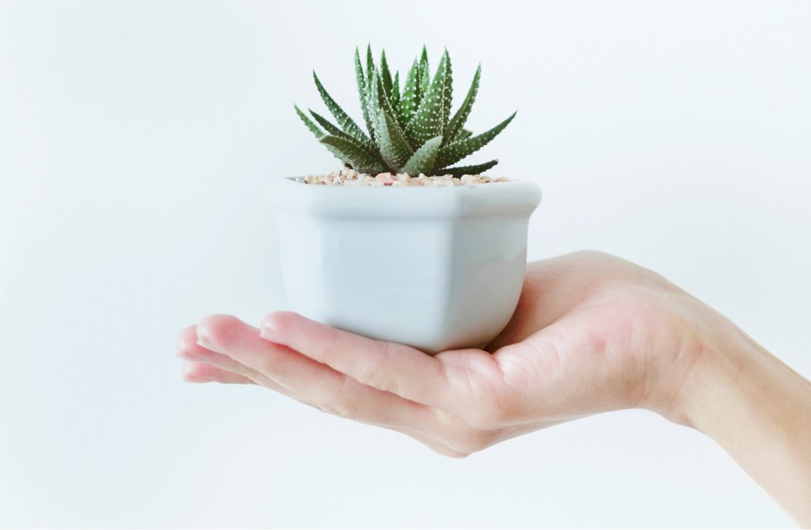 Кактус в косметологии