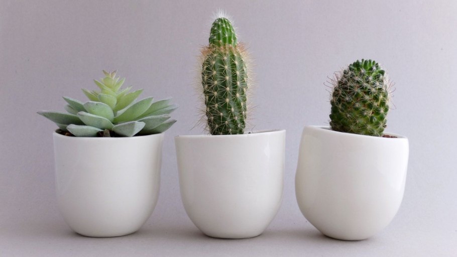 Кактус офисный