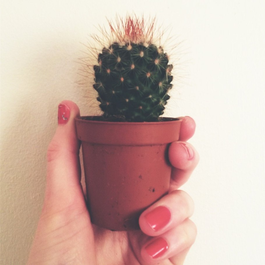 Кактус в горшке Эстетика