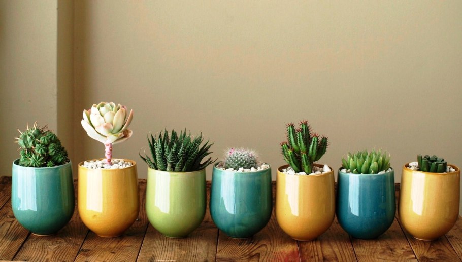 Цветочные горшки для кактусов в интерьере квартиры