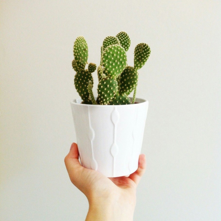 Кактусы Эстетика