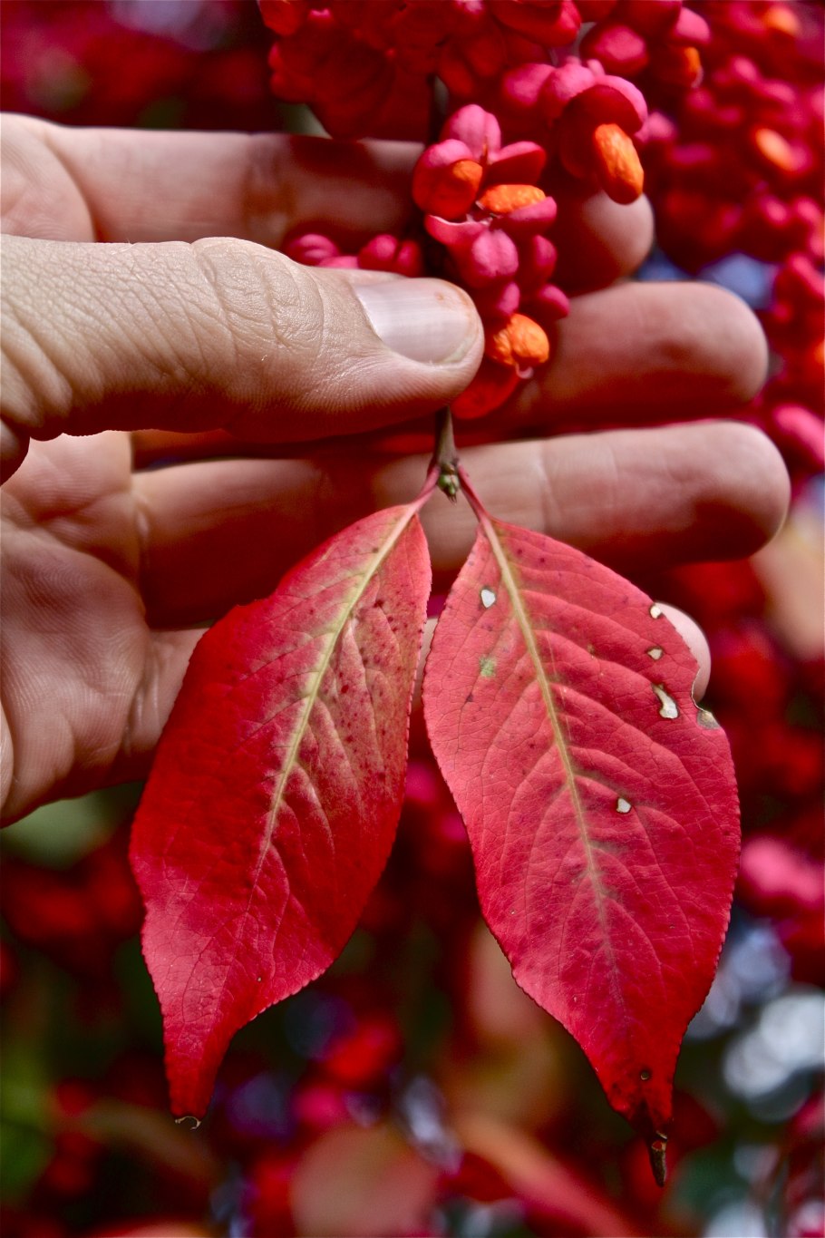 Листья бересклета осенью