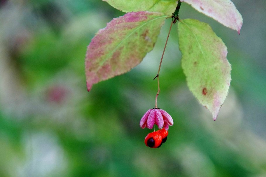 Бересклет бородавчатый листья