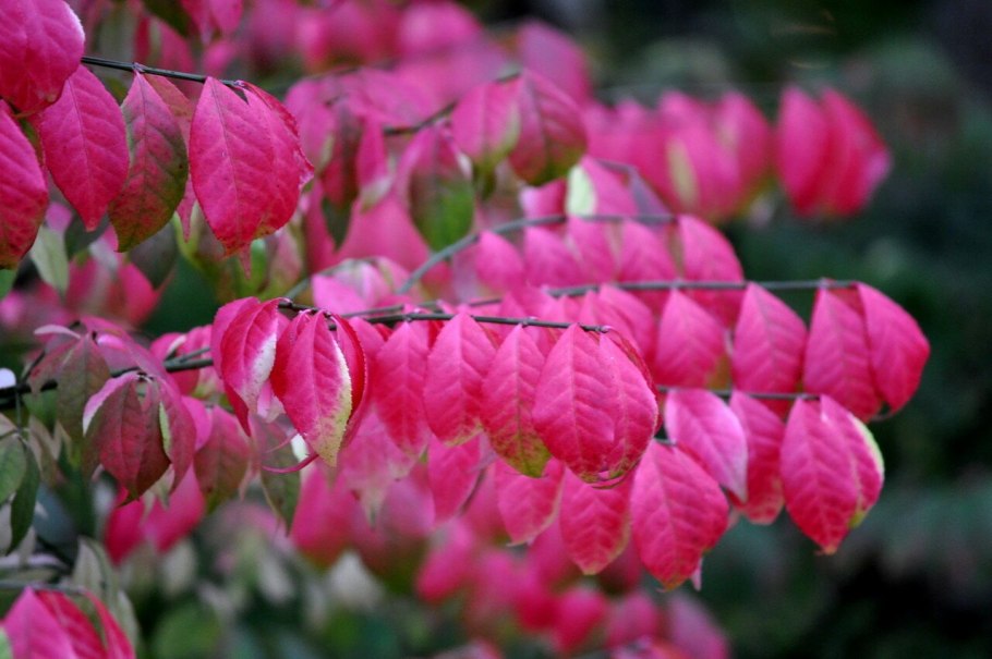 Бересклет священный (крылатый)