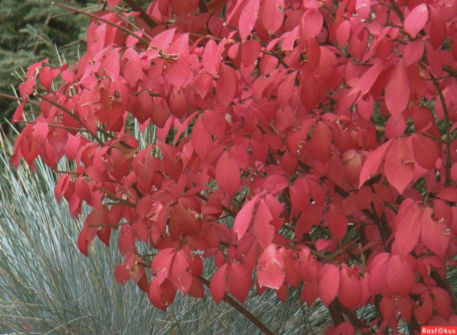 Бересклет компктусосень