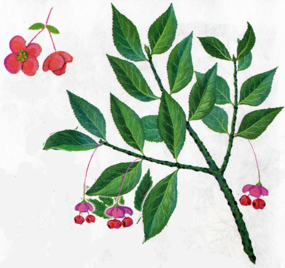 Листья бересклета осенью