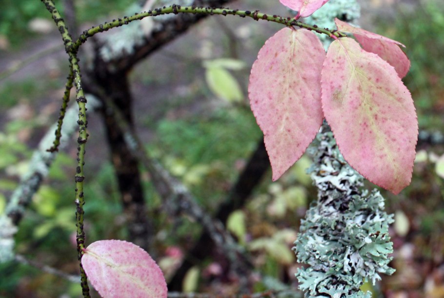 Бересклет крылатый вянут листья