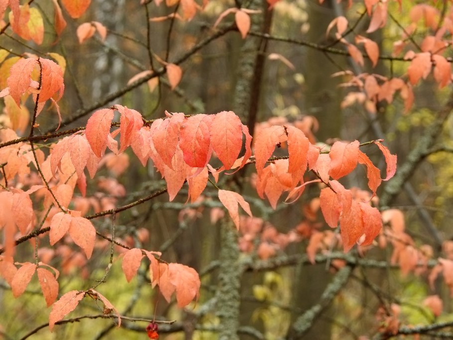 Листья бересклета осенью
