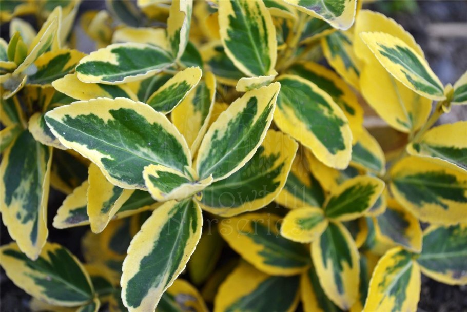 Бересклет Форчуна Саншайн