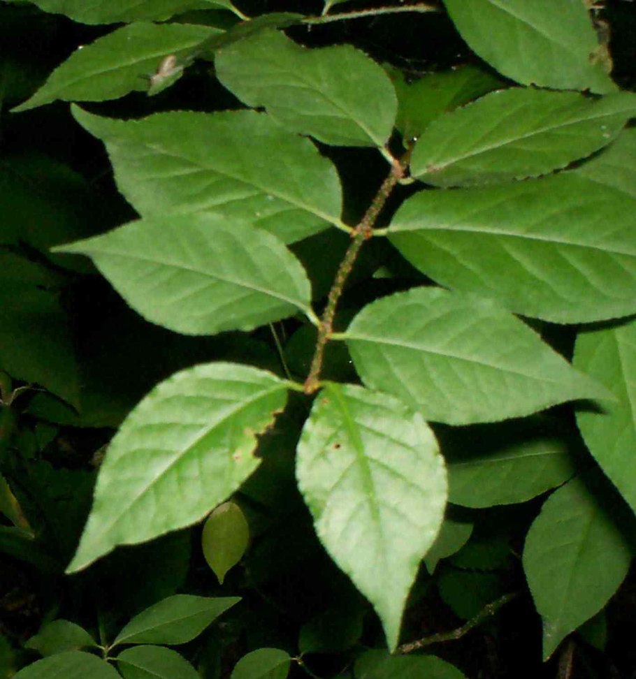 Бересклет бородавчатый листья