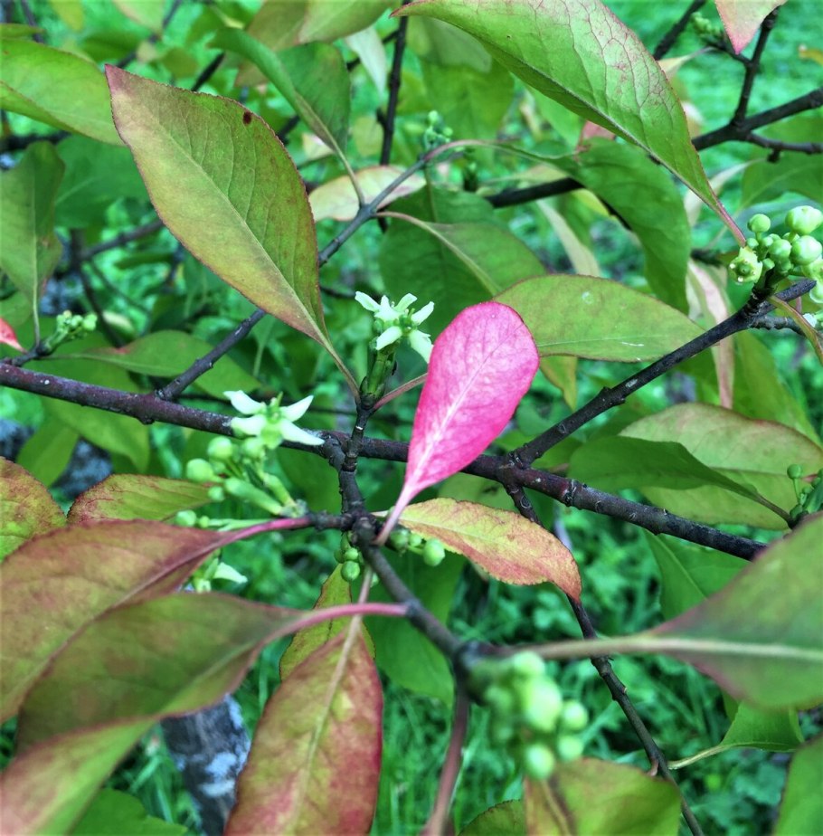 Бересклет Маака Euonymus maackii