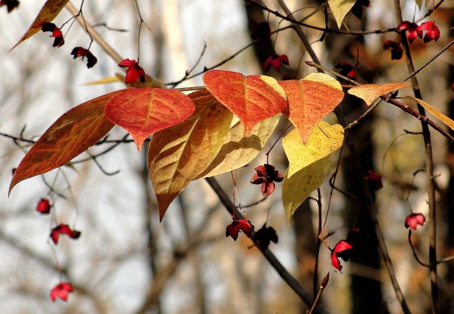 Большекрылый бересклет Большекрылый