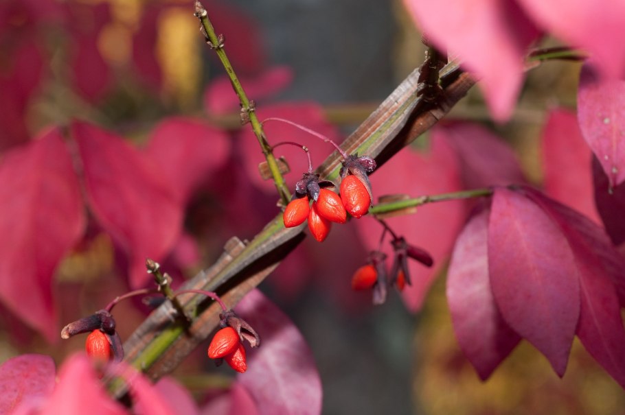 Бересклет Маака