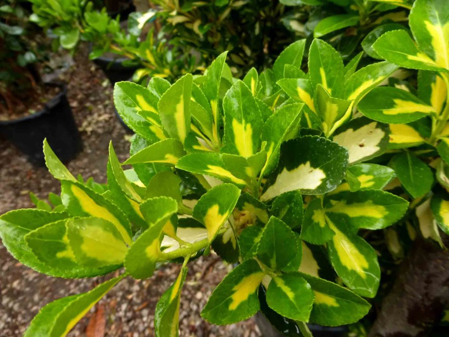 Бересклет Форчуна Эмеральд Голд